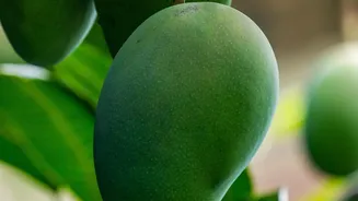 How Mangoes Became a Memorable Footnote in India-US Economic Relations