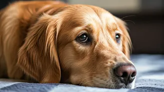 Decoding Canine Distress: Spotting Unhappiness in Your Dog