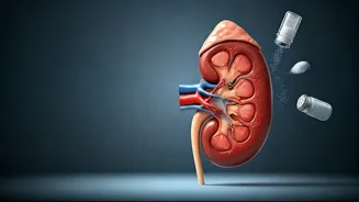 Hidden Dangers: Everyday Habits Secretly Harming Your Kidneys