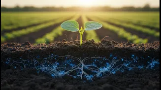 Beneficial Bacteria Could Change Crop Resilience Conversations