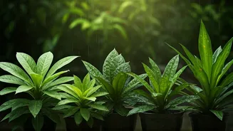 Five Low-Effort Plants Love The Monsoon