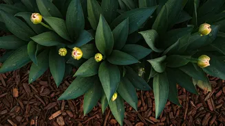 June Gardening Means Prevention Before Pretty Pots