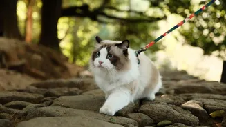 Gatos podem passear na rua com coleira? Veja os prós e contras!
