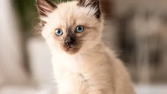 Decisions About Backup Pet Feeding Routines Should Include Visitors And Household Schedule Changes