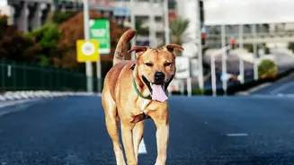 Why Paw Hygiene Matters More When Dogs Walk Through Wet And Muddy Streets