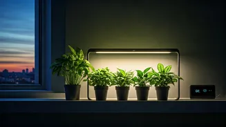 Keep Indoor Plants Alive in Dark Apartments Using Smart Timers