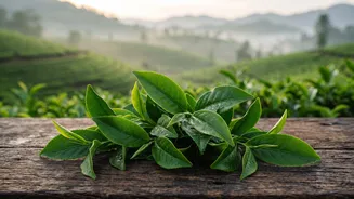 How New Safety Rules Could Change Pesticide Limits In Indian Tea Production