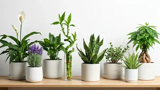 8 Peaceful Plants for Your Home: Calm & Luck