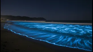 How Mumbai coastline geography influences accumulation of glowing bioluminescent plankton blooms