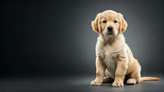 Unlocking Canine Companions: 6 Easiest Dog Breeds to Train