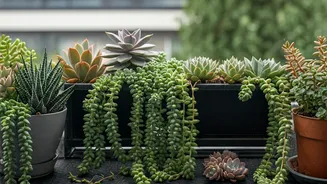 Bright North Facing Balconies Flaunt Gorgeous Hanging Trailing Succulent Plants