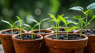 Monsoon Vegetables Even Kids Can Grow