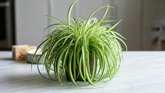 Spider Plants Keep Decor Pretty And Safe