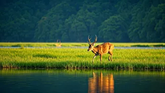 Loktak Lake: Manipur's Enchanting Floating Wonder and Its Unique National Park