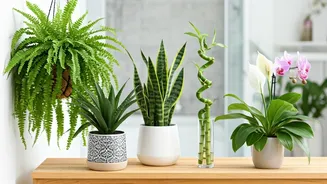 Grow These 5 Plants In Your Humid Bathroom