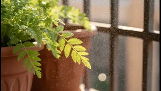 How To Apply Concentrated Neem Spray Safely To Avoid Scorching Sensitive Balcony Plants