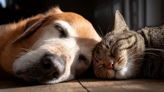 Será que nossos pets sentem tédio? Veja como motivá-los no dia a dia