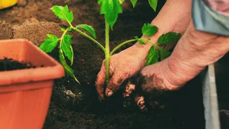 Turn your balcony into a thriving garden