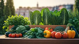 Your Terrace Veggie Patch Installation Charges Covered By Municipal Grants