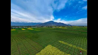 Hailstorms Cause 30% Damage to Kashmir's Agriculture and Horticulture in 2026