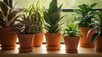 Plant Parenting Goes Viral