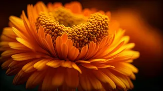 Marigolds Could Be The Next Plant-Protein Surprise