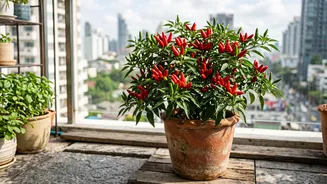 Growing Thai Chillies In Pots: Growing Chillies In A Sunny Balcony