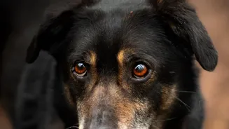 An Older Pet May Need Shorter Sessions and More Support