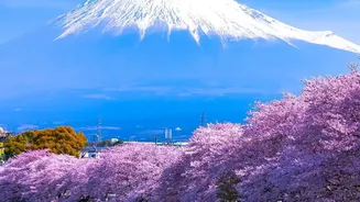 Skip the Biggest Crowds at These Popular Japanese Attractions