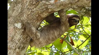 Genética do bicho-preguiça pode ajudar a entender doenças humanas