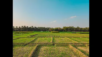 El Niño Threatens Oilseed and Palm Oil Crops in India and Southeast Asia