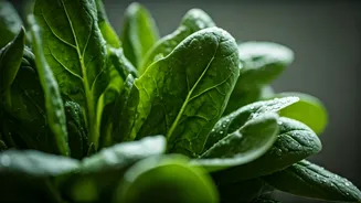 Food Infections Are Back With The Rains