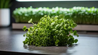 Hydroponics And Microgreens Take Over Space-Starved New Delhi Apartments