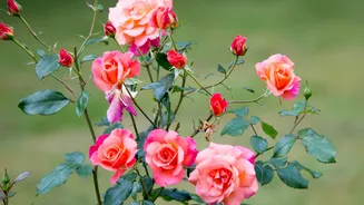 Como cultivar rosas em casa? Veja dicas simples