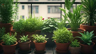 Balcony Gardening Becomes India’s New Monsoon Hobby