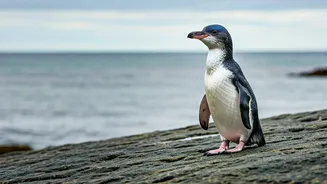 World’s Smallest Penguin Is Tiny, Blue And Fierce