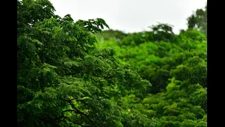 Mindfulness Practices During India's Rainy Season