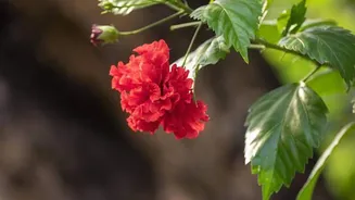 How hibiscus can help brighten your skin