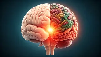 Unraveling the Gut-Brain Connection: Tackling Brain Fog from Your Stomach
