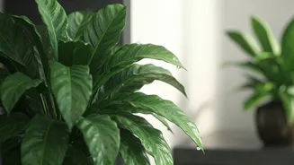 Indoor Plant Parents Need Better Monsoon Discipline