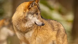 European Wolf Tours Emphasise Distance, Small Groups and No Baiting