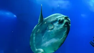 Why Deep Ocean Research Is Important For Understanding Global Warming