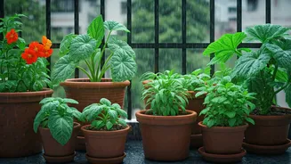 The July Plant Guide For Urban Gardeners