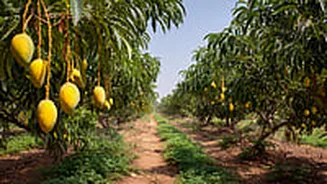 Guess This ‘Mango City Of India’ — It’s Not In Maharashtra & Produces Over 150 Varieties Of The King Of Fruits