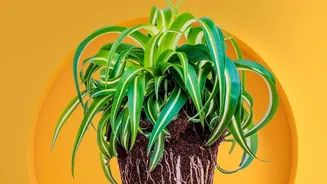 Roots, Drainage and Growth Should Set the Repotting Schedule