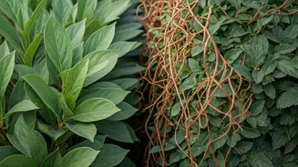 Plant Chaos Starts When Pruning Gets Ignored