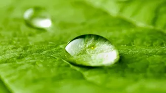 Moving Plants Back from Hot Glass Can Reduce Moisture Loss