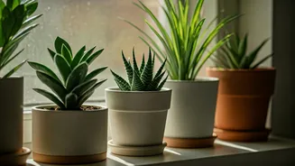 Small Spaces Get Greener With Smart Plant Picks