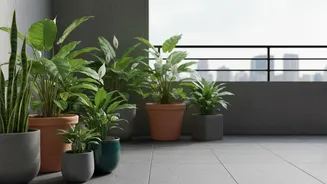 August's Heat-Humidity Balcony Test Brings Waterlogging-Resistant Plants Into The Garden Plan