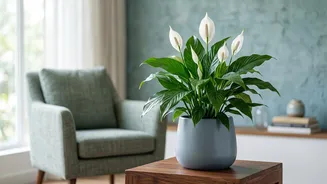 Why Peace Lilies indicate water needs through drooping leaves, making indoor care easy for plant beginners